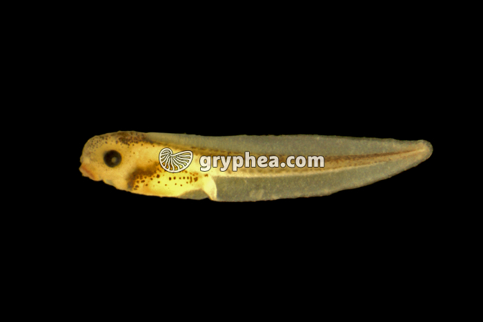 Xénope - Larve ou tétard (Xenopus laevis) - gryphea.com